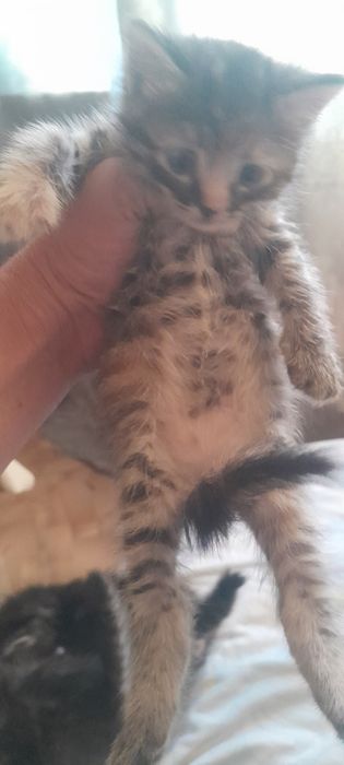 Отдам в добрые руки котят и щенят