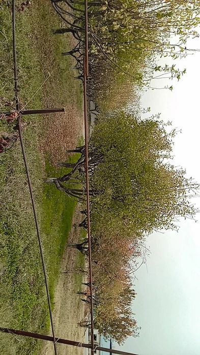 Ferma (toliq malumotni telda gaplashilinadi)