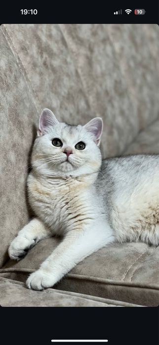 Серебристая Шиншилла
