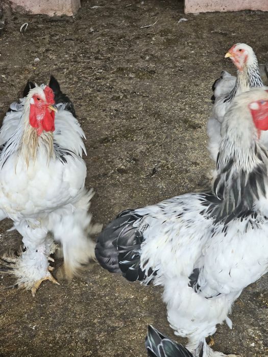Vand cocoși din rasa Brahma HD