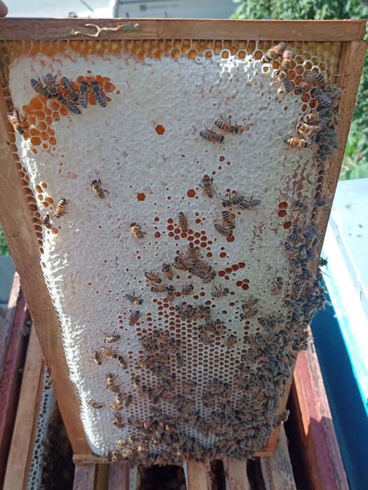 Fagure cu miere de armurariu