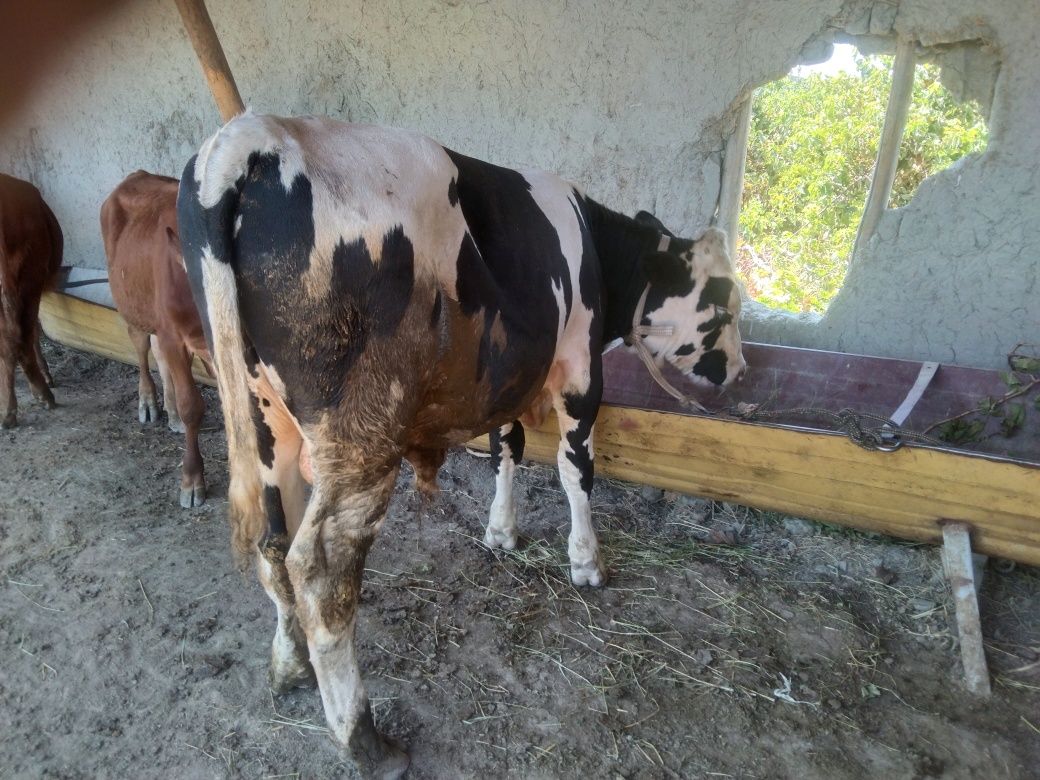 Sifatli paroda Buqqa sotiladi 19 million deyapmiz kelishamiz yana keli