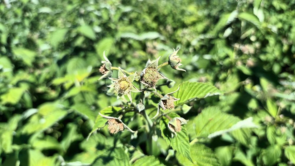 Butași zmeura polka