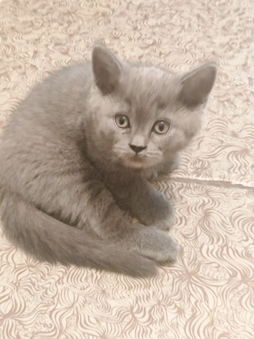 Продаются котята