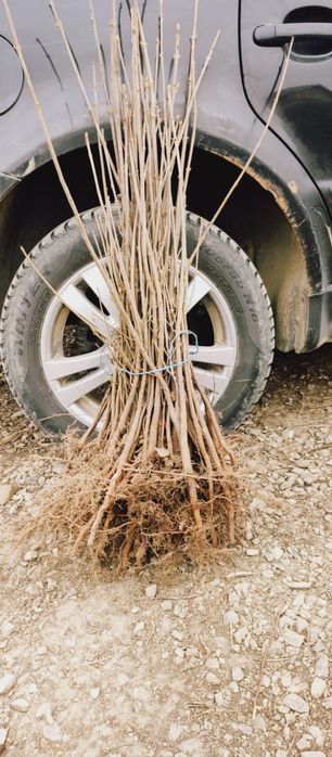 Puieți salcâm frasin fag carpen ulm plop mesteacăn brad molid Tei arin