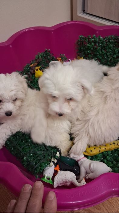 Donez Catei bichon maltez 8 saptamani