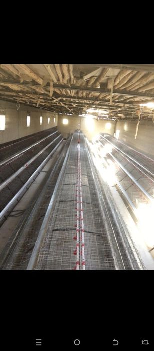 Loman sendi zotli tovuqlar sotiladi