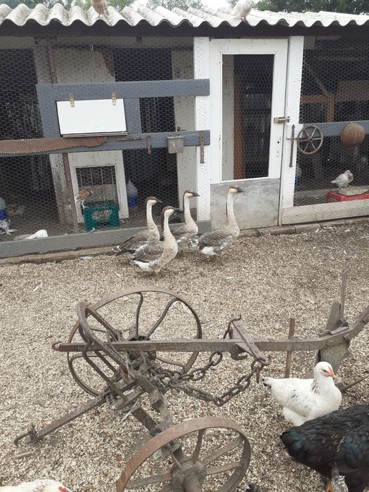 Gâşte chinezesti