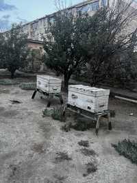 Продам улья для пчёл