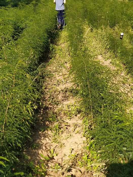 Puieți salcâm, gladiță-roscove, frasin,paltin ,arin,nuc