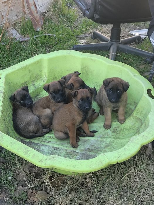 Малки Белгийки (малиноа) от работещи родители! родители