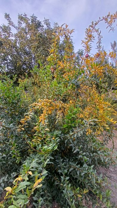 Келес санатория 2.7сотих ер