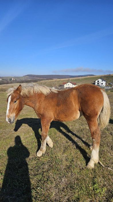 Vând mânz foarte frumos