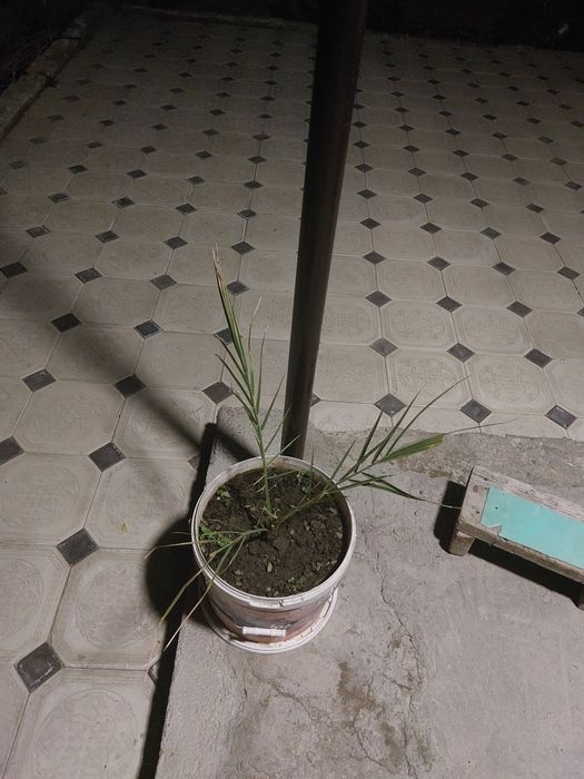 Финиковая пальма