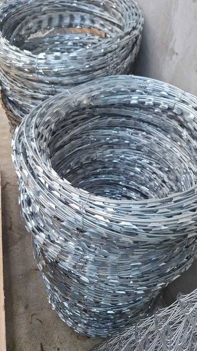 Sarma lamata Concertina/Nato