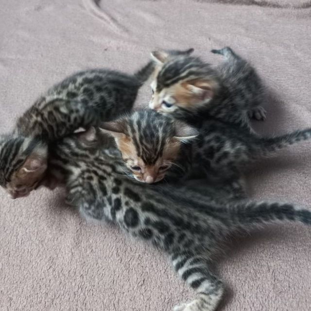 Великолепный кот приглашает кошечек навеску!