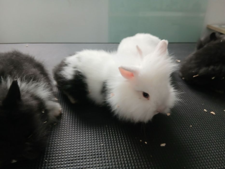 Iepure cap de leu pitic