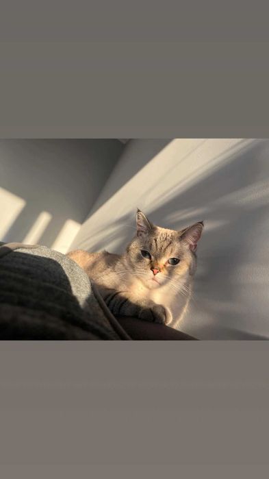 Подарявам чистокръвен британец