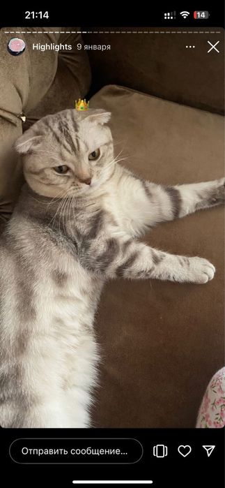 Кошка Шотландская Вислоухая Мальчик өтте тыныш мысық ақылды