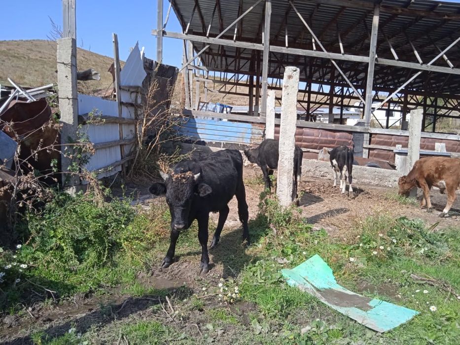 Продается 20 голов бычков