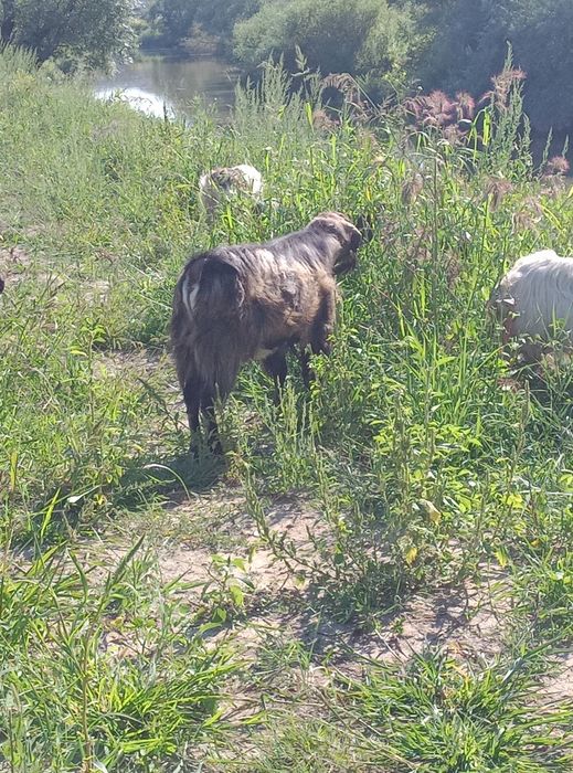Țap  de prăsilă.