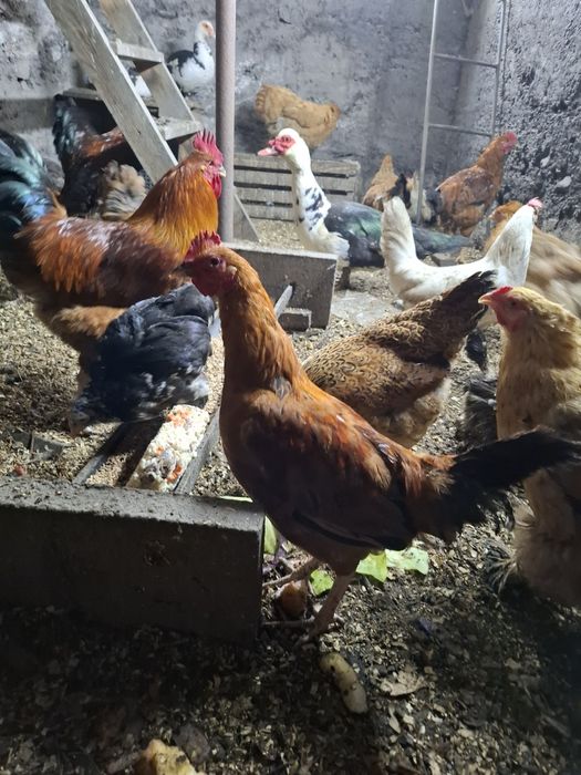 Продам  или обмен петушок