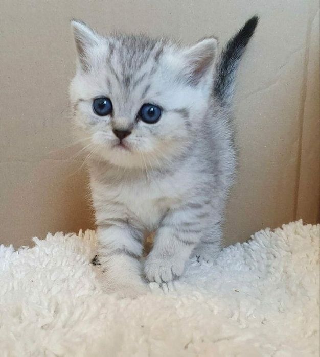 Британский котёнок
