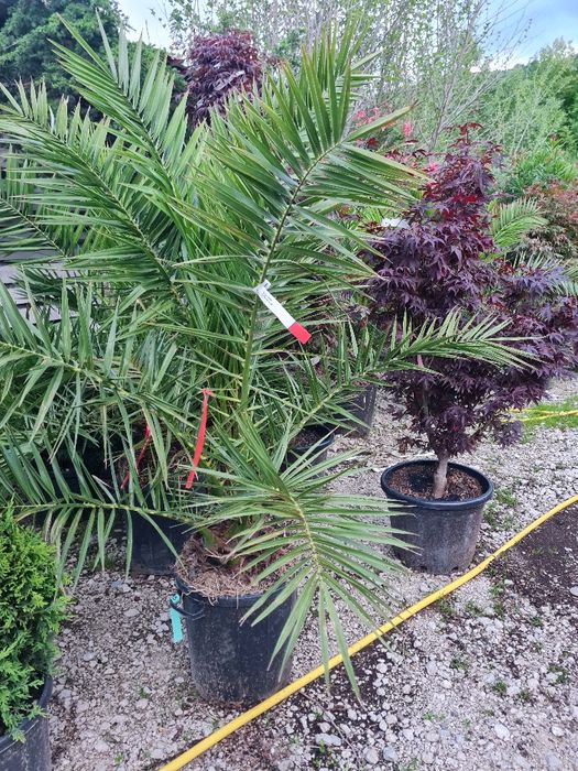 Plante ornamentale