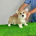 Pui Welsh Corgi Pembroke cu pedigree caută familie iubitoare
