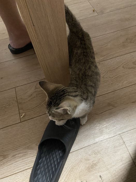 Отдам котенка в добрые руки