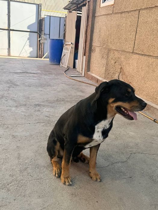 Собака ротвейлер