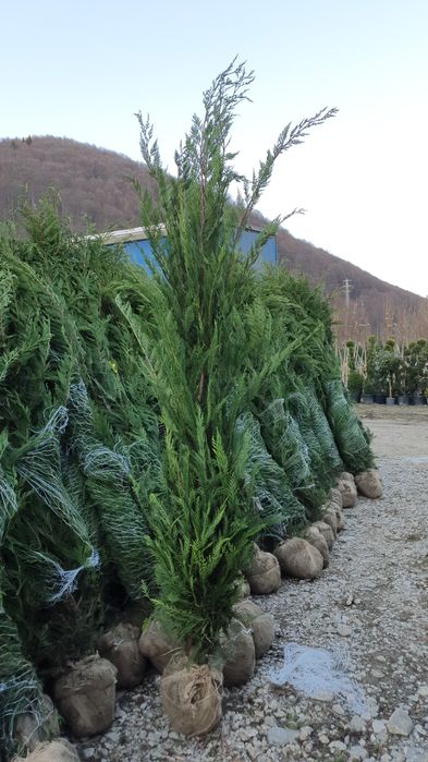 Leylandi chiparos Verde