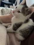 Pisica pentru adoptie