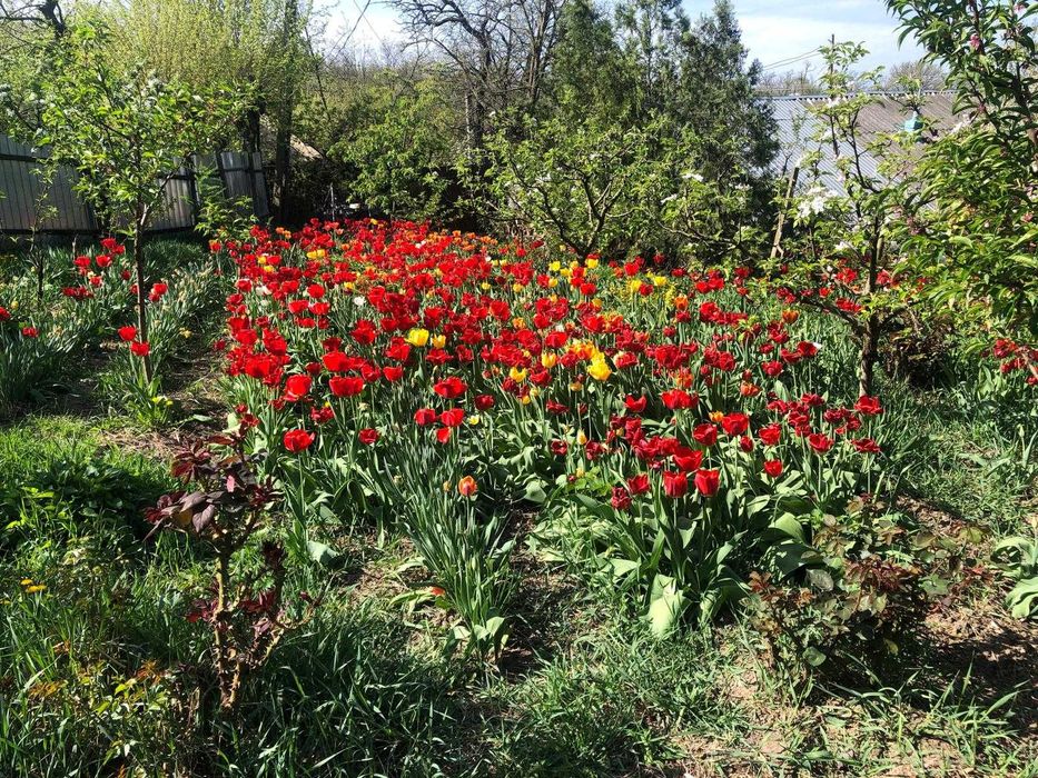 Vânzare casă la țară în Costișa de Sus, comuna Tănăsoaia, jud. Vrancea