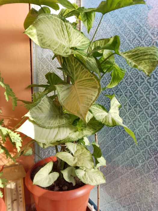 Цветя, зелени, неколкогодишни