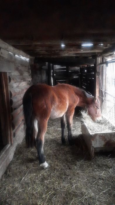 Жылқы сатамын сатылады