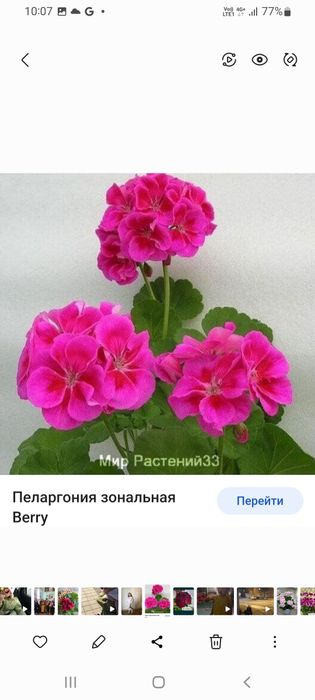 Герани, гортензии, жасмины,хосты,форзиция, лилейник, можевельник айва