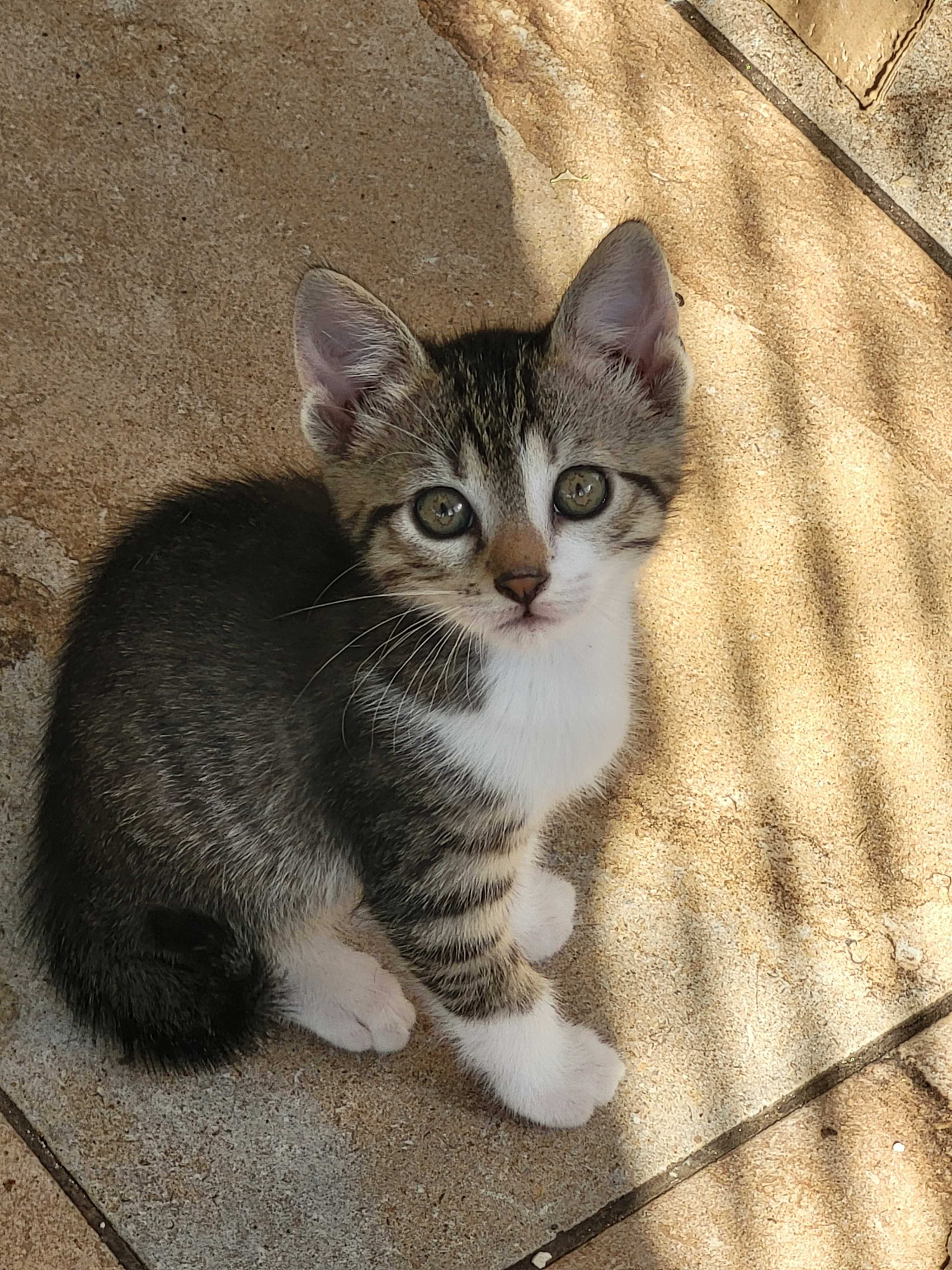Pisoi spre adoptie