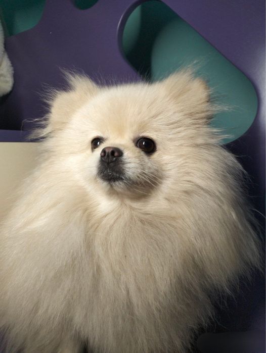 Продам шпица девочку