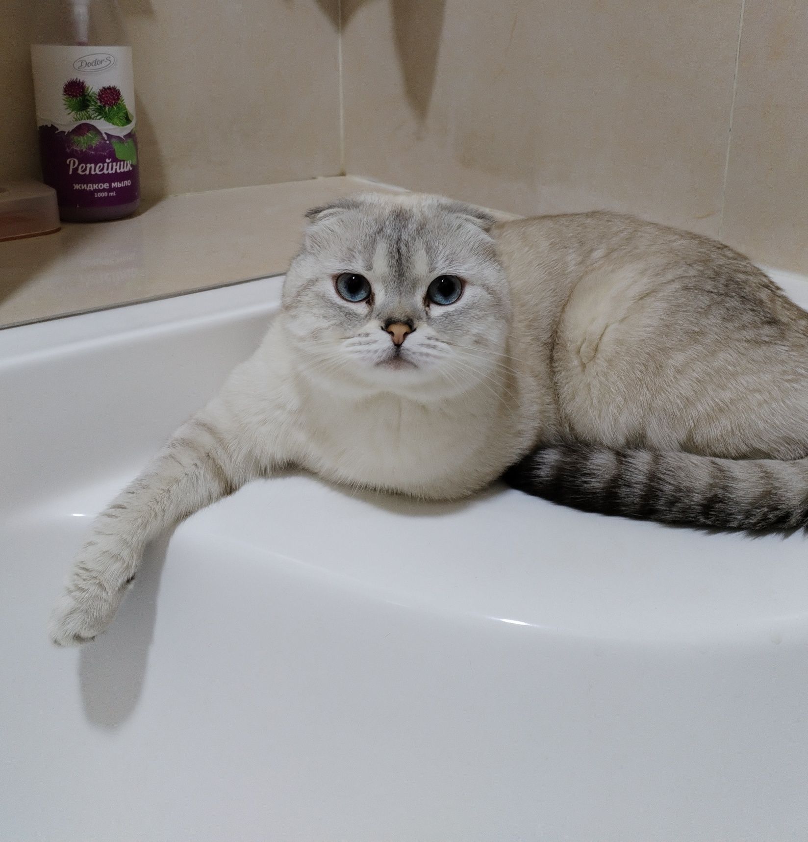 Котенок скотиш фолд
