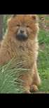 Chow chow de vanzare