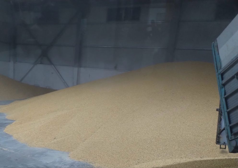 Vand porumb productie 2025