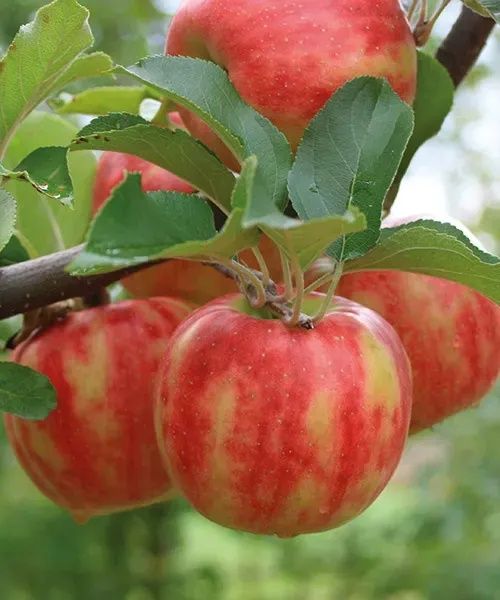 Pomi Fructiferi Deosebiți