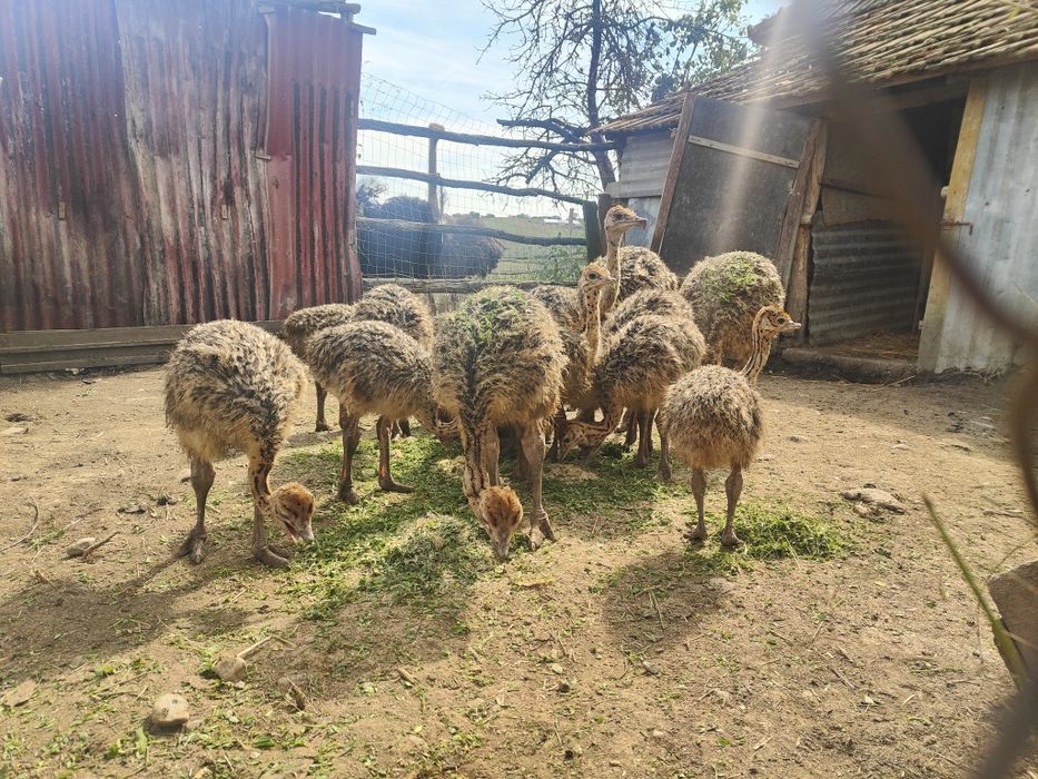 Vând pui de struți