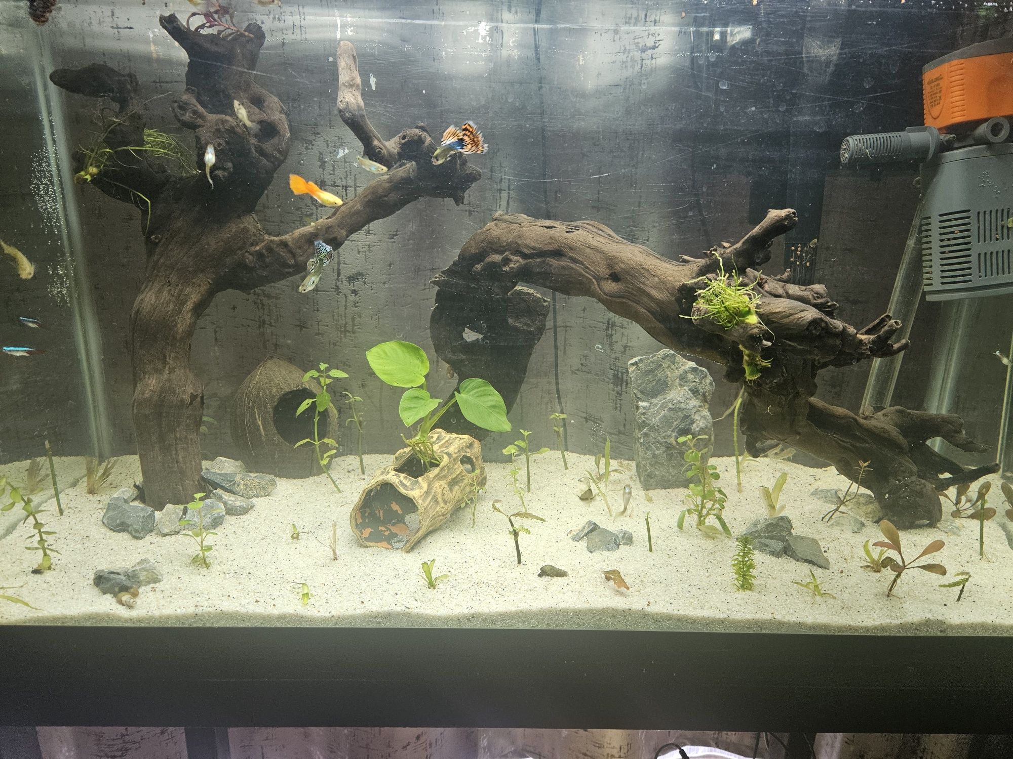 Schimb puietii guppy