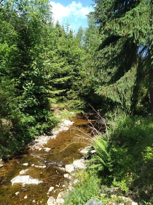 Teren și cabana de vanzare in Muntii Apuseni.