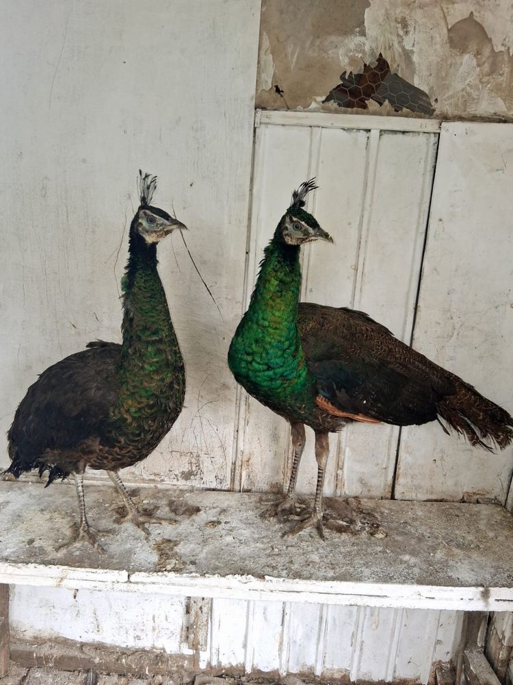 Gaini de rasa, pauni Spalding,cocosi albi, gaini tara, oua pt incubat