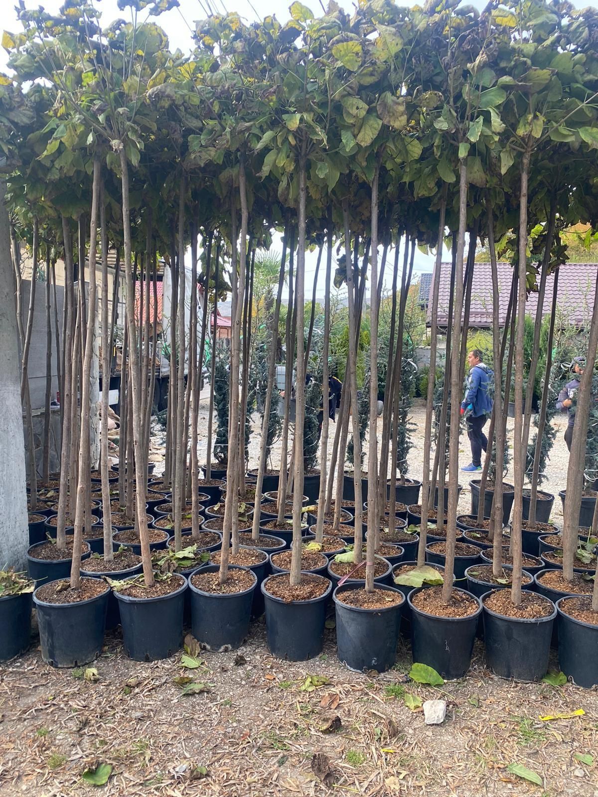 Prunus pisardii catalpa globulară transportul gratuit