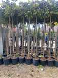 Prunus pisardii catalpa globulară transportul gratuit
