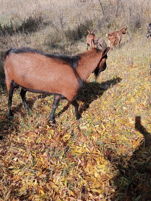 Vand tap alpin francez